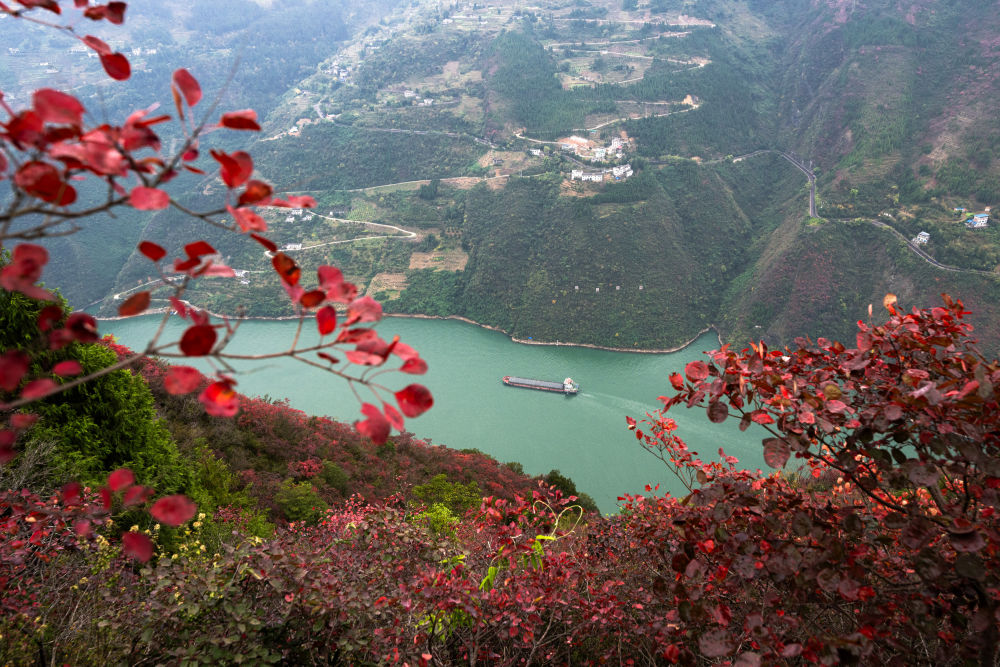 船舶行駛在紅葉掩映下的長江三峽重慶市巫山縣水域（2023年11月30日攝）。新華社記者 肖藝九 攝