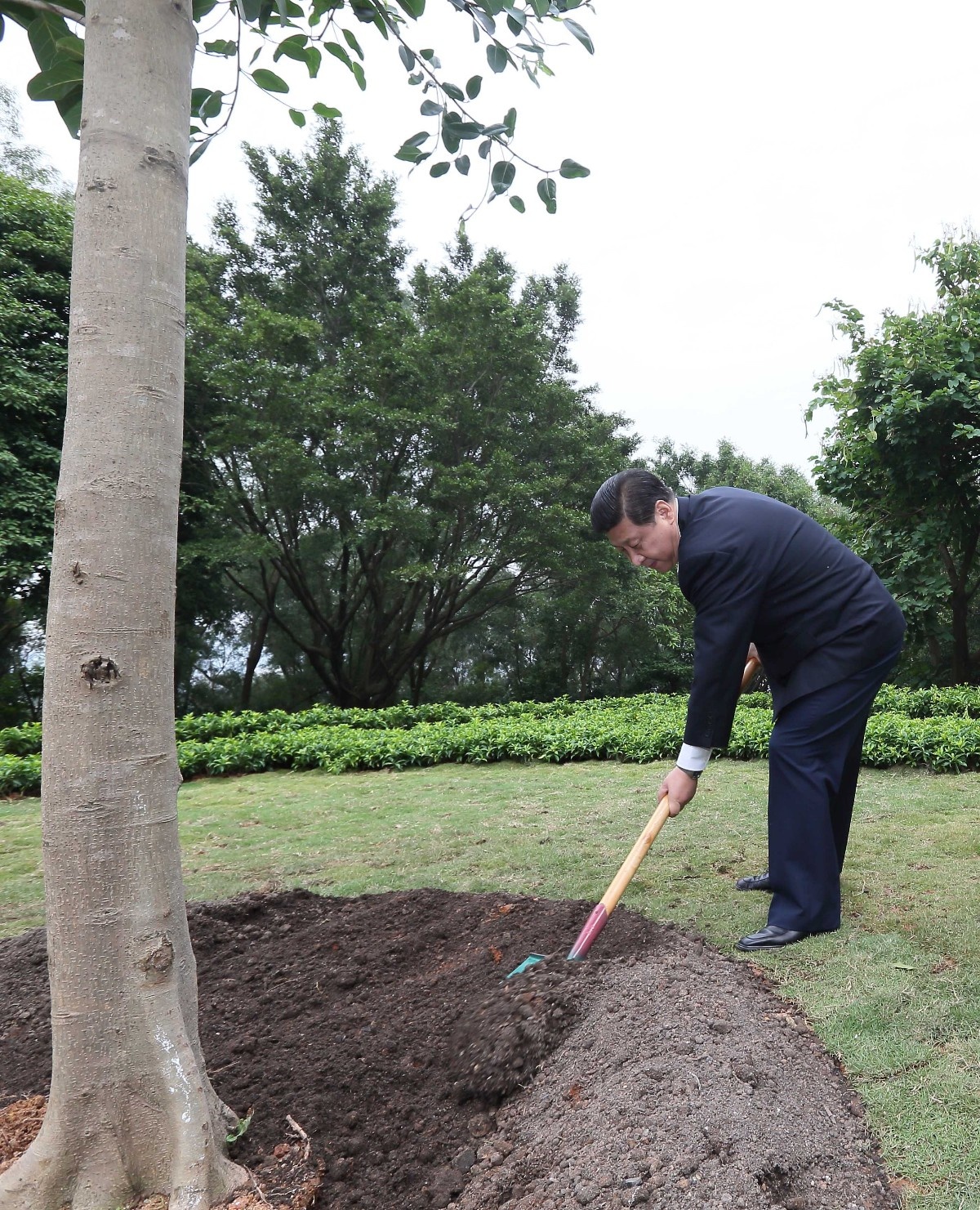 2012年12月8日，習(xí)近平在深圳蓮花山公園種下一棵高山榕樹。