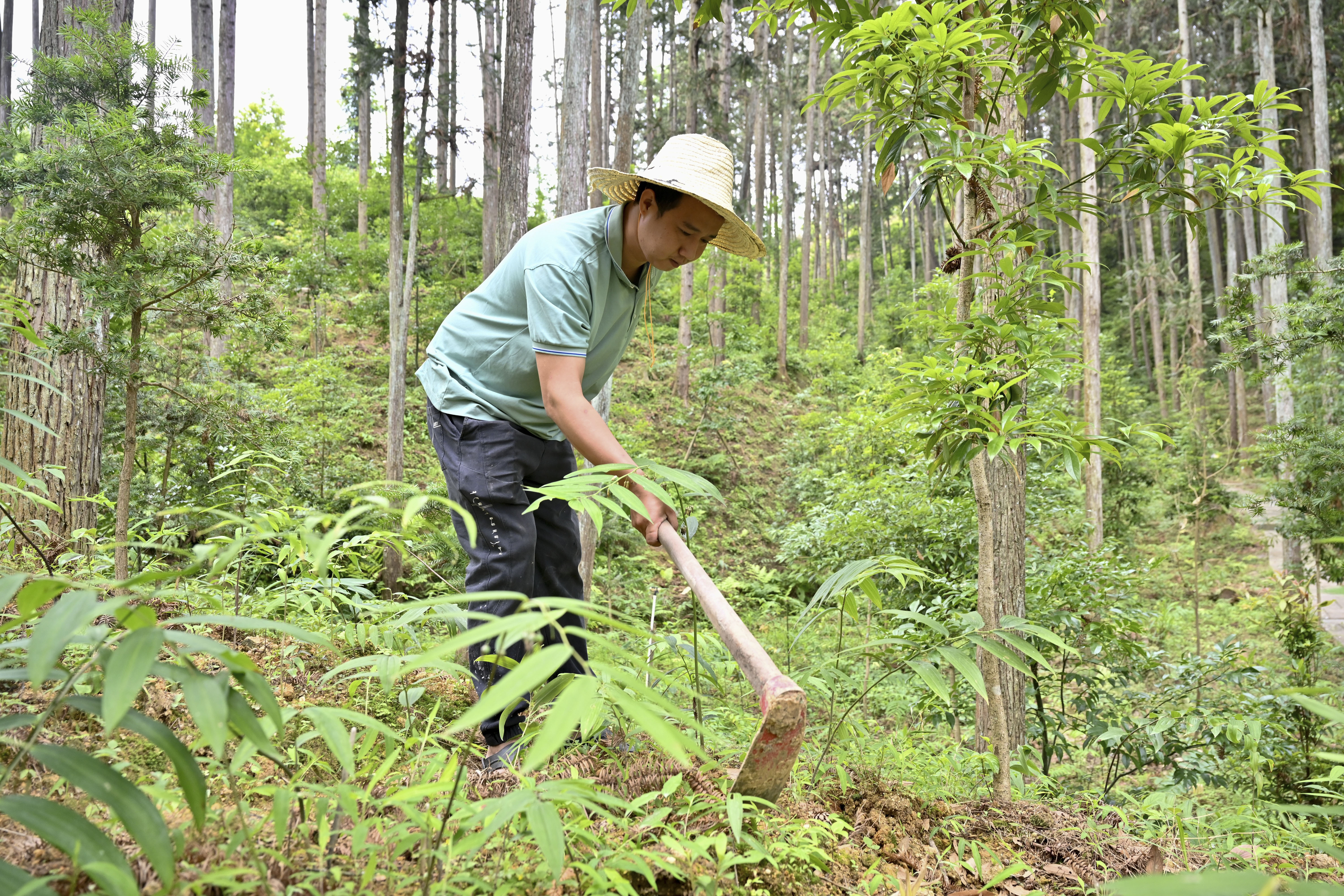 2024年5月9日，福建省三明市馬巖林下經(jīng)濟(jì)種植示范基地工人在管理林下種植的多花黃精。