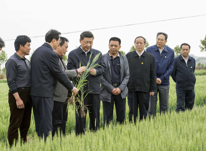 2016年4月25日下午，習(xí)近平在安徽滁州市鳳陽縣小崗村察看小麥長勢(shì)。左一為種糧大戶程夕兵。新華社記者 李學(xué)仁 攝