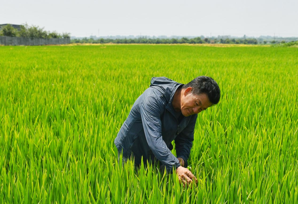 程夕兵在農(nóng)田里檢查水稻種植情況。人民網(wǎng)記者 周坤 攝